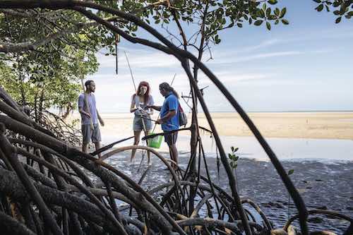 Adventure North Australia - Daintree Dreaming Tour, QLD Kuku Yulanji Cutural Habitat Tours